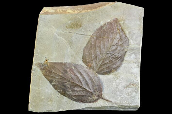 Two Fossil Hackberry Leaves - Montana #105207